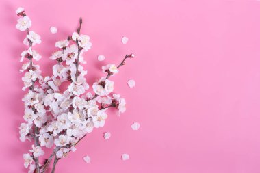 Kayısı ağacının pembe arka planda çiçekleri. Mesaj için yer. Bahar geldi, mutlu Paskalyalar, Anneler Günü. Üst Manzara. Düz yatıyordu. Boşluğu kopyala.