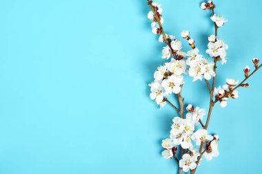 Mavi arka planda çiçekleri olan kayısı ağacı tomurcukları. Mesaj için yer. Bahar geldi, mutlu Paskalyalar, Anneler Günü. Üst Manzara. Düz yatıyordu. Boşluğu kopyala.