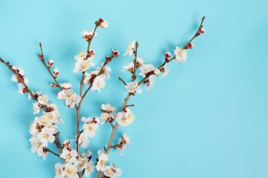 Mavi arka planda çiçekleri olan kayısı ağacı tomurcukları. Mesaj için yer. Bahar geldi, mutlu Paskalyalar, Anneler Günü. Üst Manzara. Düz yatıyordu. Boşluğu kopyala.