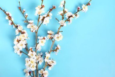 Mavi arka planda çiçekleri olan kayısı ağacı tomurcukları. Mesaj için yer. Bahar geldi, mutlu Paskalyalar, Anneler Günü. Üst Manzara. Düz yatıyordu. Boşluğu kopyala.