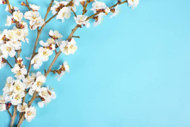 Mavi arka planda çiçekleri olan kayısı ağacı tomurcukları. Mesaj için yer. Bahar geldi, mutlu Paskalyalar, Anneler Günü. Üst Manzara. Düz yatıyordu. Boşluğu kopyala.