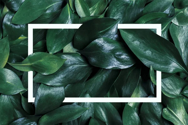 Full frame with dark green fresh leaves and white frame, trendy backdrop.