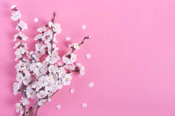 Sprigs Van Abrikozenboom Met Bloemen Roze Achtergrond Plaats Voor Tekst — Stockfoto