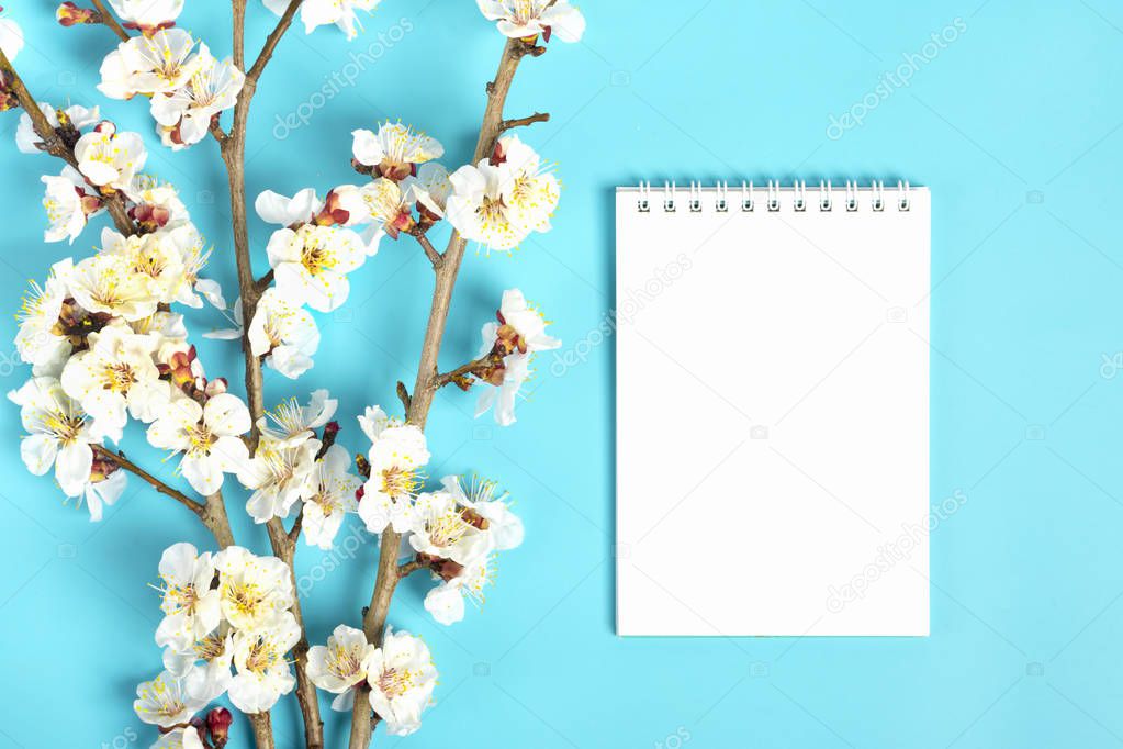 Sprigs of the apricot tree with flowers on blue background. Place for text. The concept of spring came, happy easter, mother's day. Top view. Flat lay. Copy space.