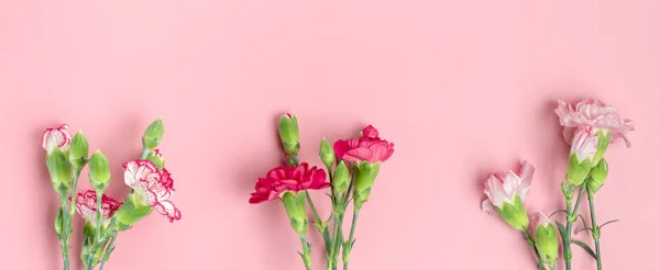 Bukett av olika rosa nejlika blommor på rosa bakgrund Ovanifrån Platt låg Holiday card 8 mars, Glad Alla hjärtans dag, Mors dag koncept Banner — Stockfoto