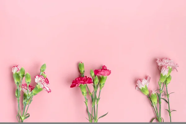 Bukett av olika rosa nejlika blommor på rosa bakgrund Ovanifrån Platt låg Holiday card 8 mars, Glad Alla hjärtans dag, Mors dag koncept — Stockfoto