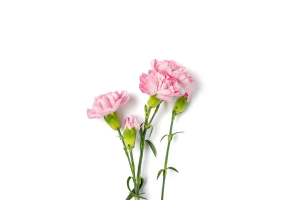 Ramo de flor de clavel rosa aislado sobre fondo blanco Vista superior Flat lay Tarjeta de vacaciones 8 de marzo, Feliz día de San Valentín, De la madre, Memorial, Concepto del día del maestro Copiar el espacio —  Fotos de Stock