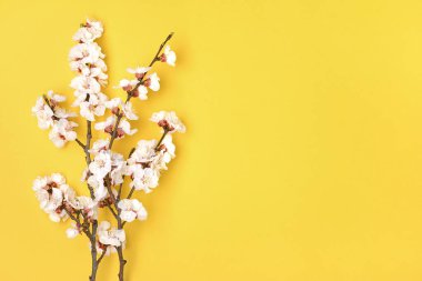 Sarı arka planda çiçekleri olan kayısı ağaçları. Mesaj için yer. Bahar geldi, anneler günü. Üst Manzara. Merhaba, Mart, Nisan, Mayıs