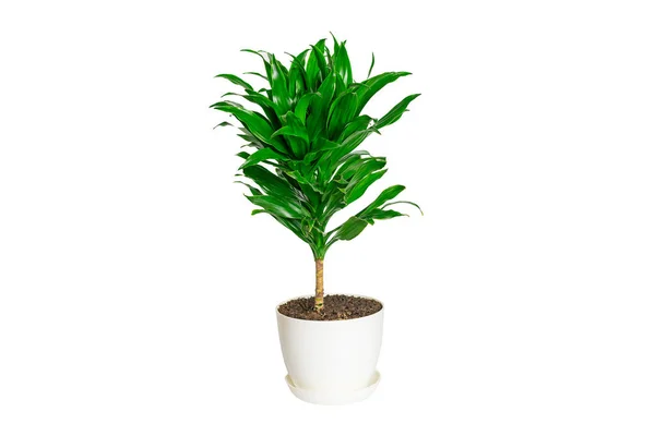 Planta dracaena fragante verde aislada sobre fondo blanco planta de la casa, concepto de decoración del hogar — Foto de Stock