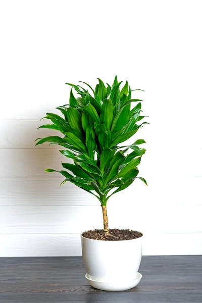 Verde fragrante dracaena pianta isolata su sfondo bianco Casa pianta, home decor concetto — Foto Stock