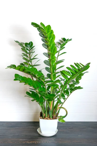 Groene Zamioculcas zamifolia plant met witte pot op houten tafel Huis plant, home decor concept — Stockfoto