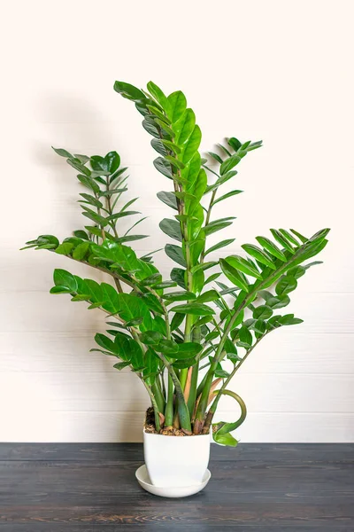 yeşil Zamioculcas zamiifolia bitkisi ahşap masa üzerinde beyaz tencere ev bitkisi, ev dekorasyonu konsepti