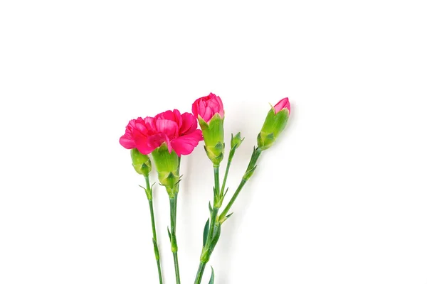 Ramo Flores Clavel Rosa Diferentes Aislado Sobre Fondo Blanco Vista —  Fotos de Stock
