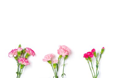 Beyaz arka planda izole edilmiş farklı pembe karanfil çiçekleri. Düz bir tatil kartı. 8 Mart, Sevgililer Günü, Anneler Günü konsepti..