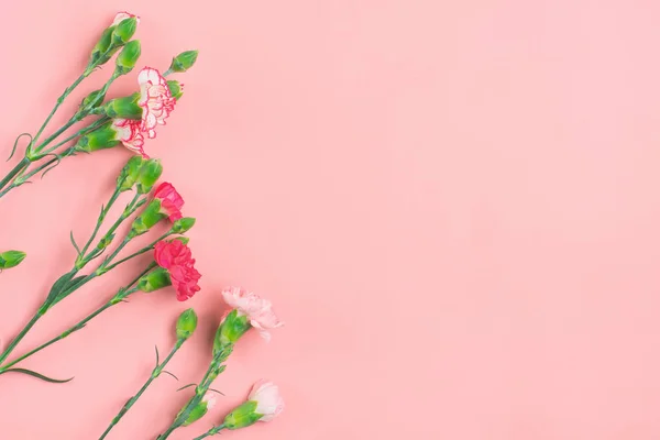 Pembe arka planda farklı pembe karanfil çiçeklerinden oluşan buket. Düz manzaralı. Tatil kartı 8 Mart, Sevgililer Günü, Anneler Günü konsepti..