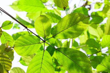 Yeşillik arka planında yakın doğa görünümü yaprakları.