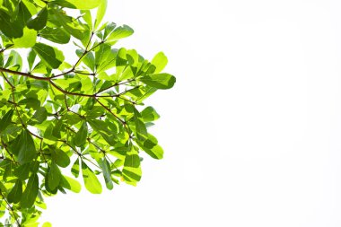 Beyaz arkaplanda yeşil ağaç dalı izole edildi.