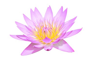 Beyaz arkaplanda izole nilüfer çiçeği.