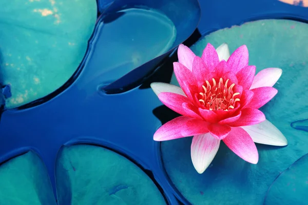 Schöne Rosa Lotusblume Teich Lotusblume Symbol Des Buddhismus Und Buddhistischen — Stockfoto
