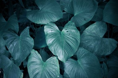 Bulanık yaprak dokusu arkaplanı.