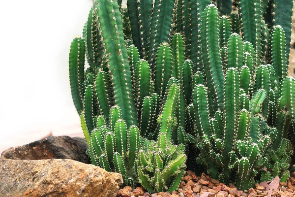 Kaktusová Textura Pozadí Zahradě — Stock fotografie
