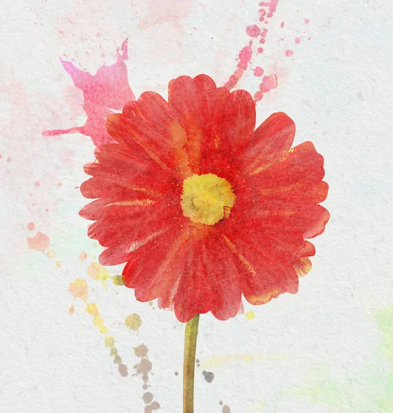 Kırmızı gerbera çiçek