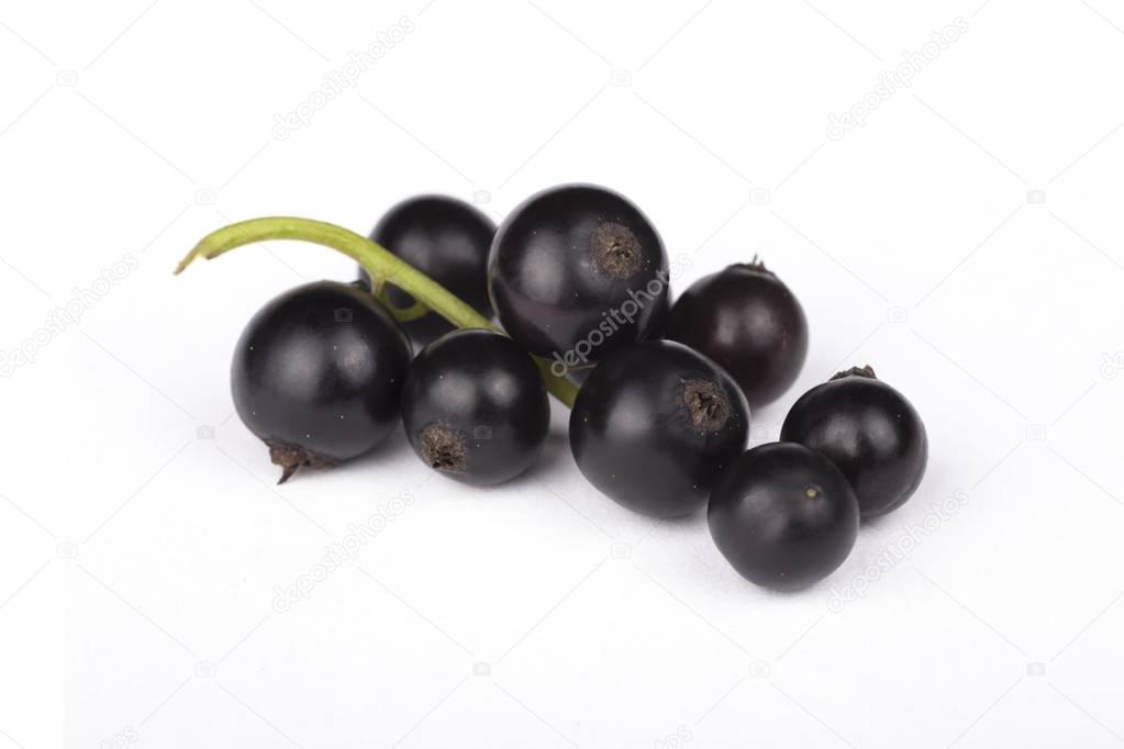 Black currant on white background