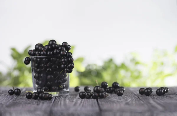 Black currant in a glass — Stock Photo, Image