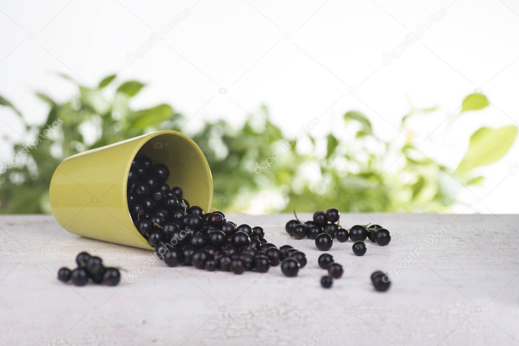 Black currant in an overturned cup