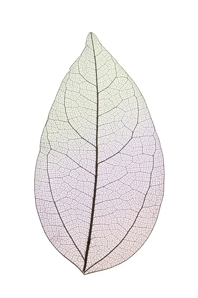 Folhas de esqueleto decorativas isoladas em branco — Fotografia de Stock