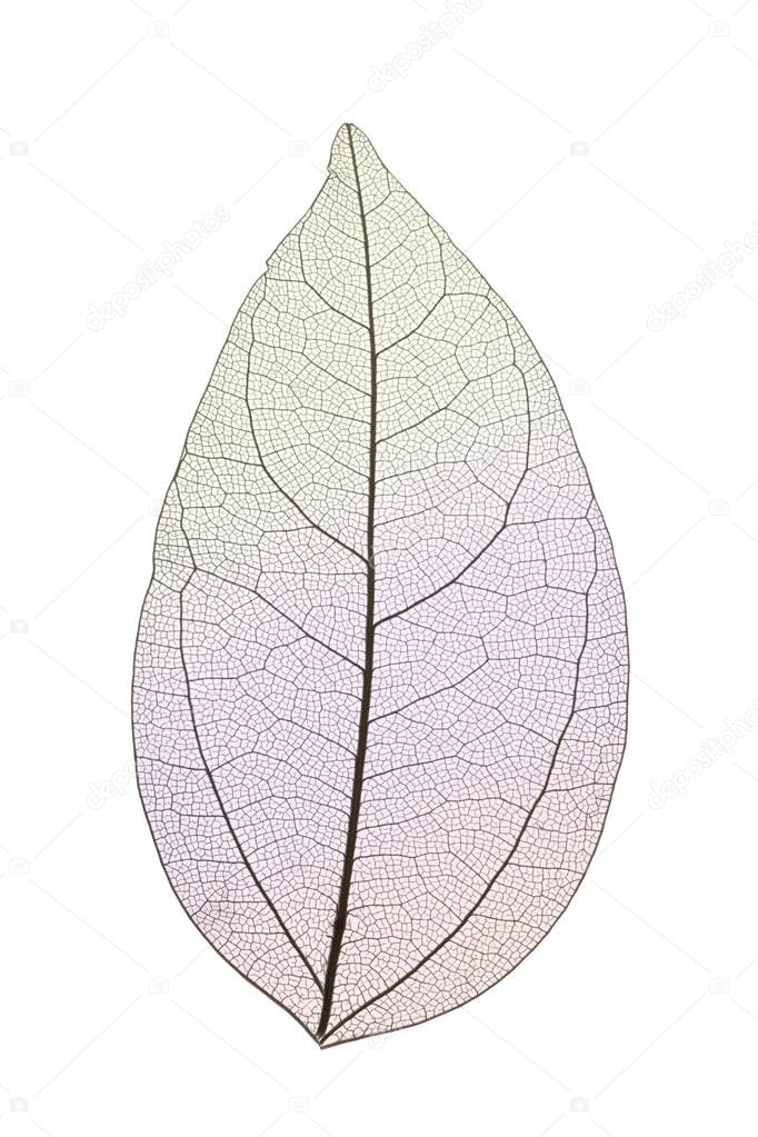 Decorative skeleton leaves isolated on white