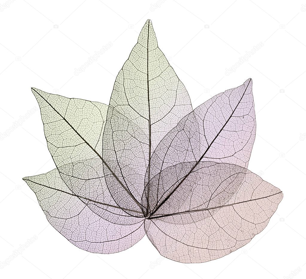 Decorative skeleton leaves isolated on white