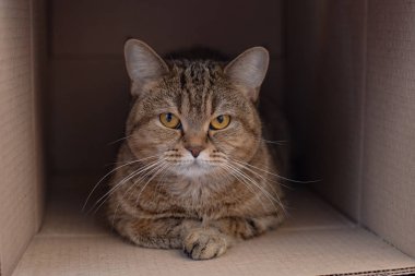 Karton kutuda İngiliz kedisi var.