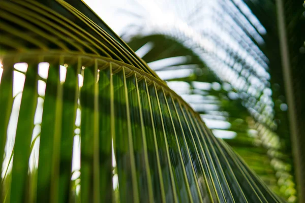 Nahaufnahme von Kokospalmenblättern, Konzept tropischer Bäume — Stockfoto