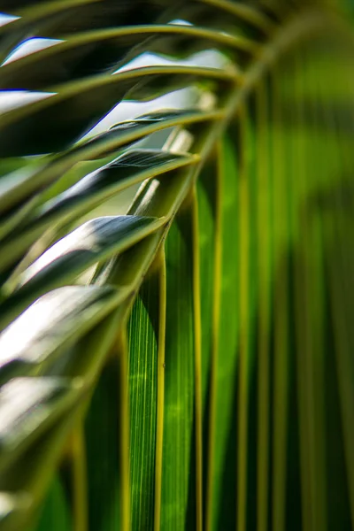 Close up de folha de coco palmeira, árvore tropical conceito — Fotografia de Stock