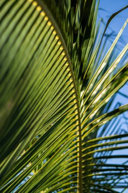 Hindistan cevizi palmiye yaprağına yakın, tropikal ağaç konsepti