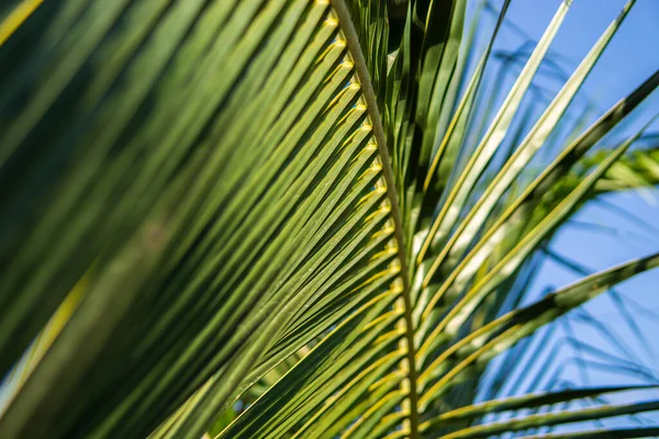 Close up de folha de coco palmeira, árvore tropical conceito — Fotografia de Stock