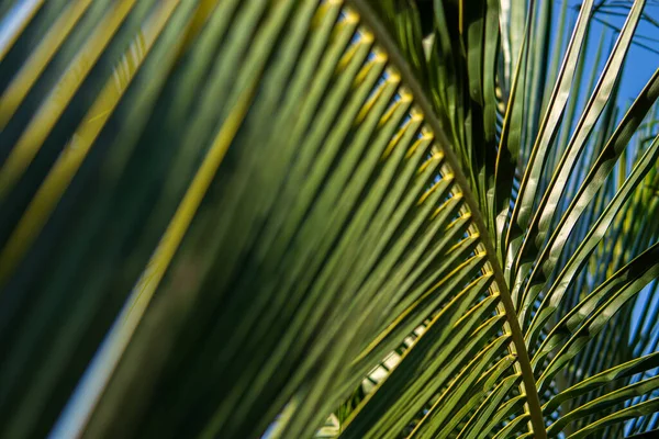 Close up de folha de coco palmeira, árvore tropical conceito — Fotografia de Stock