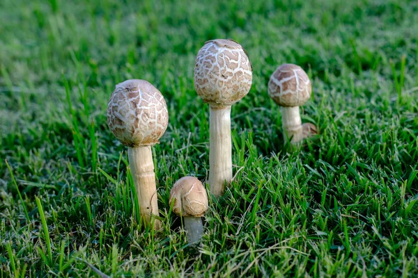 Cogumelos Crescem Naturalmente Quintal Gramado — Fotografia de Stock