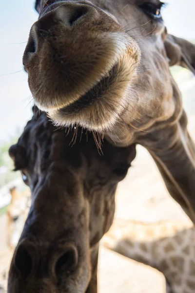 Gros Plan Visage Une Girafe — Photo