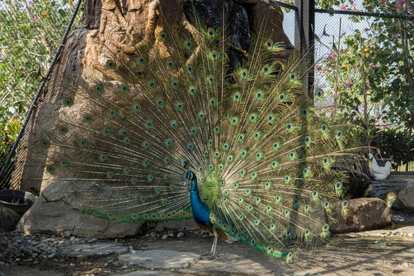 Schöner Pfau Der Seine Bunten Schwanzfedern Fächelt — Stockfoto