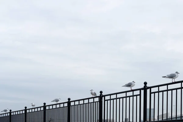 Vögel Stehen Auf Einem Geländer Vor Dem Hintergrund Des Himmels — Stockfoto