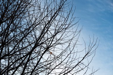 Düşen yaprakların dallarının altından Tokyo, Japonya 'daki ağaçlara bak..