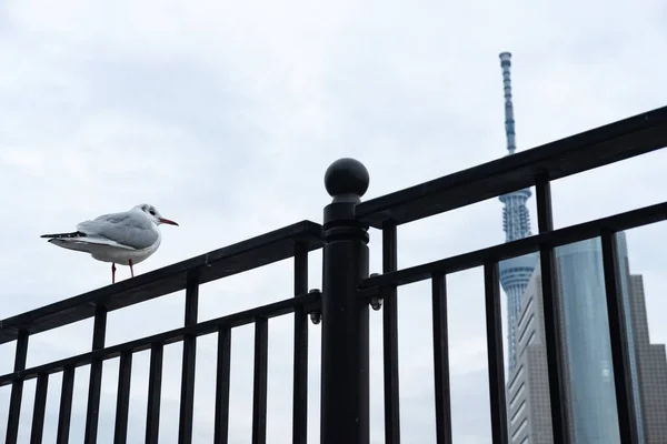 Vogel Steht Auf Einem Geländer Vor Dem Hintergrund Des Stadthimmels — Stockfoto