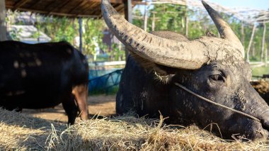 Bufalo suratlı bufalonun burnundan ip geçiren. Su bufalosu, Asyalı bufalo çiftlikte.