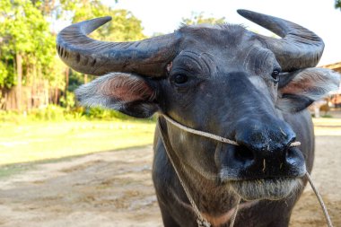 Bufalo suratlı bufalonun burnundan ip geçiren. Su bufalosu. Asya bufalosu.