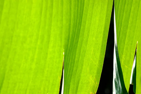 Nahaufnahme Des Bananenblattes Sonnenlicht Effekt Grünes Konzept — Stockfoto