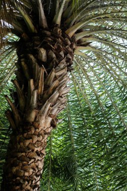 Doğulu tropik palmiye ağacının alt görüntüsü.