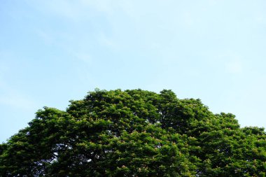 Büyük yeşil eğimli ağacın tepesinde mavi gökyüzü arkaplanı var.