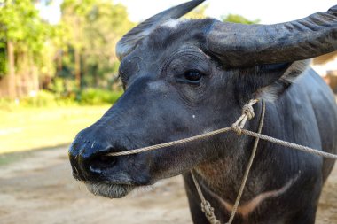 Bufalo suratlı bufalonun burnundan ip geçiren. Su bufalosu. Asya bufalosu.